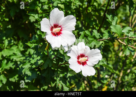Rosso bianco fiori con cinque petali. Due fiori non sono rami di un albero. Foto Stock