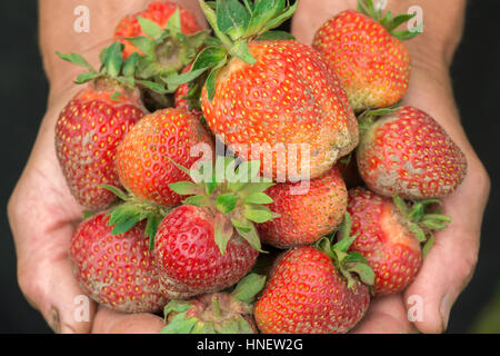 Fragola in mano. Mani giardiniere. Il lavoro di mani usurate. Contadino con fragole fresche Foto Stock