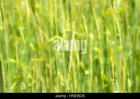 Verde giovane spikelet. Il mais nel campo. Giovani di germe di grano Foto Stock
