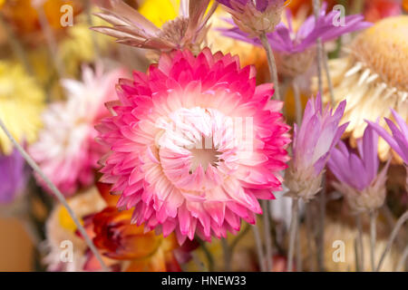 Bouquet di paglia secca o fiori di elicriso eterna bracteatum Foto Stock