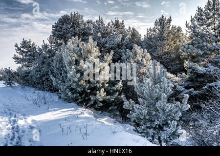 Vista panoramica paesaggio innevato senza gente che raffigura la neve e il cielo nuvoloso di albero in freeze Foto Stock