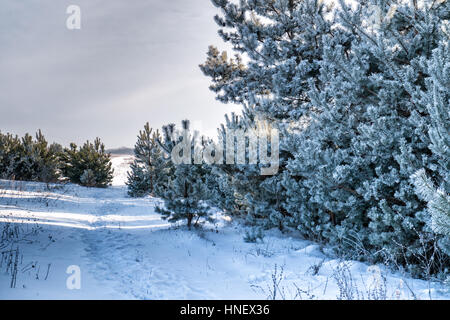 Vista panoramica paesaggio innevato senza gente che raffigura la neve e il cielo nuvoloso di albero in freeze Foto Stock