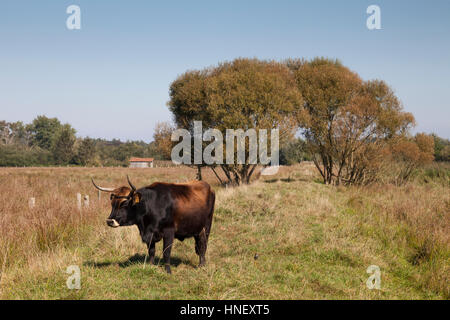 Bovini (Bos taurus), settico campi di scarico, riserva naturale di Münster, Münsterland, Renania settentrionale-Vestfalia, Germania Foto Stock