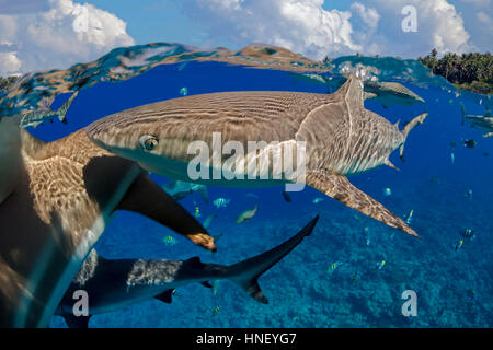 Una metà superiore e la metà inferiore vista di blacktip gli squali, Carcharhinus melanopterus, fuori dell'isola di Yap, Micronesia. Foto Stock