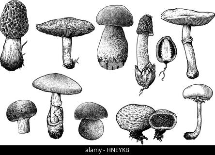 La raccolta di funghi illustrazione, disegno, incisione, line art Illustrazione Vettoriale