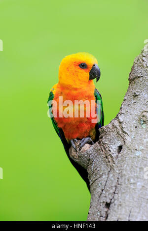 Jendaya parrocchetto, (Aratinga solstitialis jandaya), Adulto su albero, Brasile, Sud America Foto Stock