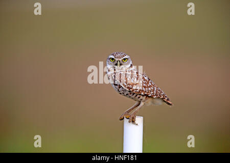 Scavando civetta (Athene cunicularia), Cape Coral, Florida, Stati Uniti d'America, Nord America, adulti sul ramo Foto Stock