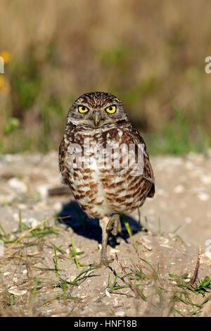 Scavando civetta (Athene cunicularia), Cape Coral, Florida, Stati Uniti d'America, Nord America, adulto in den Foto Stock