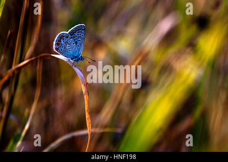 Stupenda farfalla Foto Stock