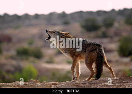 Coyote, (Canis latrans), Monument Valley, Utah, Stati Uniti d'America, adulti ululati Foto Stock