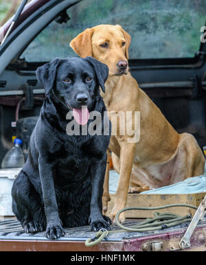 Due Labrador Cani sat sul retro di un camion in attesa per il loro proprietario Foto Stock