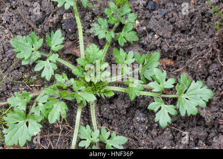 Kriechender Hahnenfuß, Blatt, Blätter vor der Blüte, Hahnenfuss, Ranunculus repens, Ranuncolo strisciante Foto Stock