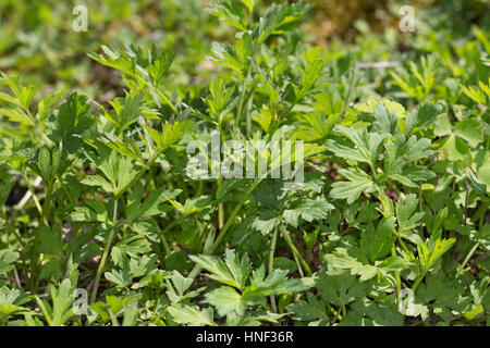 Kriechender Hahnenfuß, Blatt, Blätter vor der Blüte, Hahnenfuss, Ranunculus repens, Ranuncolo strisciante Foto Stock