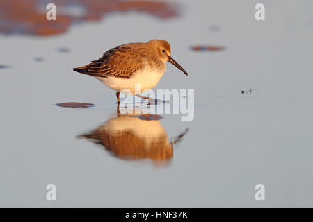 Dunlin Calidris alpina alimentazione su una spiaggia di Norfolk in inverno Foto Stock