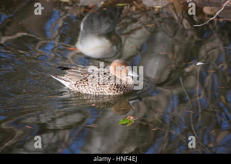 Anatra in acqua Foto Stock