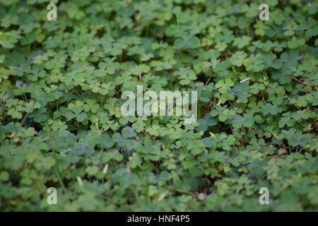 Zona del trifoglio Foto Stock