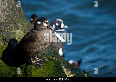 Una femmina di Harlequin Duck sorge su un verde bagnato jetty roccia su una luminosa giornata soleggiata con un blu sullo sfondo dell'acqua. Foto Stock