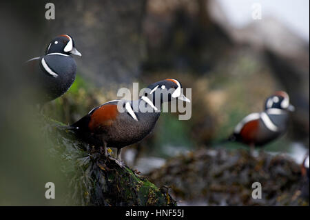 Un maschio Arlecchino anatra sorge su una coperta di alghe marine rock e si allunga per guardarsi intorno con più anatre intorno a lui. Foto Stock