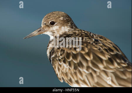 Una chiusura dettaglio di un Voltapietre mostra il suo intricato feather pattern con un buon sfondo blu. Foto Stock