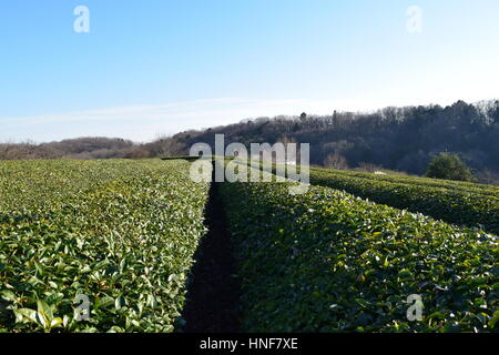 La piantagione di tè farm Foto Stock