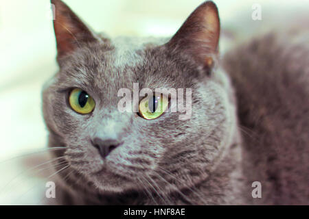 Ritratto di un Chartreux Cat. Foto Stock