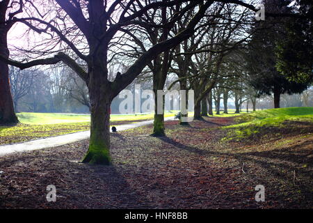 Alberi del Parco in inverno Foto Stock