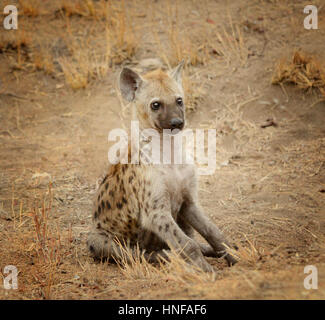 Giovani iena pup nel Parco Nazionale di Kruger in Sud Africa a guardare i suoi dintorni Foto Stock