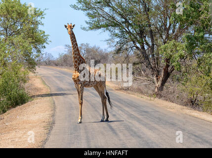 La giraffa in Sud Africa il Kruger National Park a piedi attraverso una strada Foto Stock
