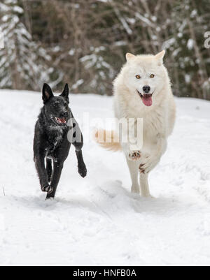 Lupo grigio; Lupus Canus; giocando con australian kelpie cane; British Columbia; Canada Foto Stock