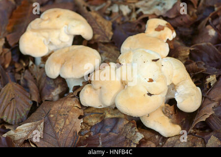 Hydnum repandum Foto Stock