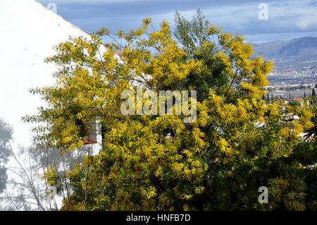 Albero di mimosa fiorita di recente Foto Stock