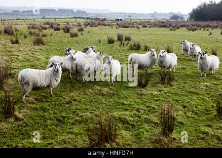 Gregge di pecore in un campo ballymena, County Antrim, Irlanda del Nord, Regno Unito Foto Stock