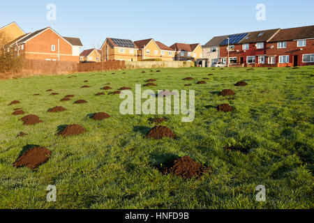 Molti molehills sull'erba a Liverpool Regno Unito Foto Stock