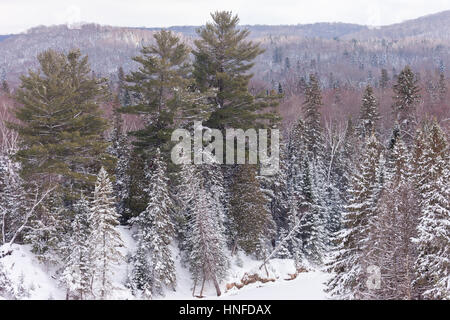 La neve a punta all'interno del paesaggio Arrowhead Parco Provinciale affacciato sul Big Bend dove il fiume fa una curva stretta attraverso la foresta in provincia Foto Stock