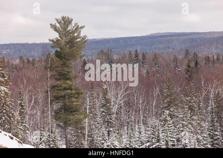 La neve a punta all'interno del paesaggio Arrowhead Parco Provinciale affacciato sul Big Bend dove il fiume fa una curva stretta attraverso la foresta in provincia Foto Stock