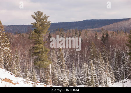 La neve a punta all'interno del paesaggio Arrowhead Parco Provinciale affacciato sul Big Bend dove il fiume fa una curva stretta attraverso la foresta in provincia Foto Stock