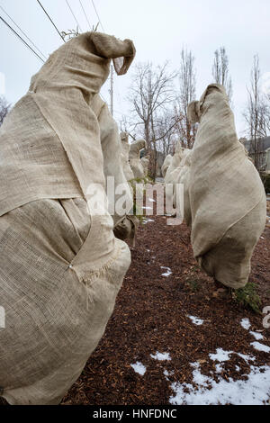 Sempreverdi avvolto con tela / sacco / hessian tessuto per proteggere dal freddo, il congelamento e il gelo durante l'inverno a Londra, Ontario, Canada. Foto Stock