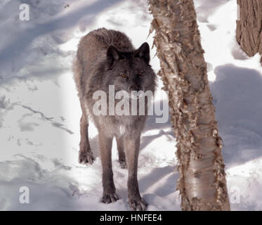 Black Fox nella neve Foto Stock