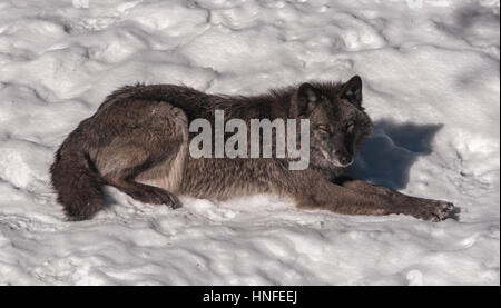 Black Fox nella neve Foto Stock