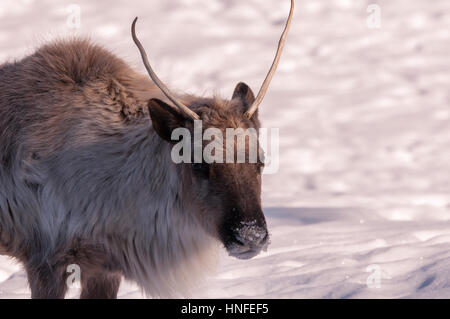 Testa di Caribou Coffee Company close-up d'inverno. Foto Stock