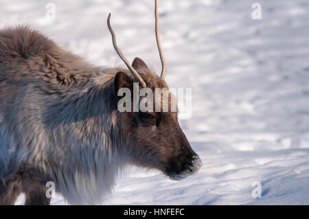 Testa di Caribou Coffee Company close-up d'inverno. Foto Stock