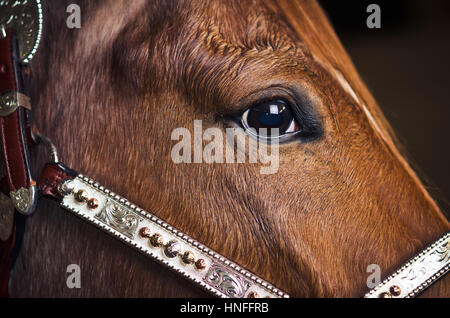 Vista dettagliata del cavallo marrone faccia con briglia Foto Stock