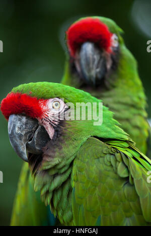 Militare verde macaw (Ara militaris). Foto Stock