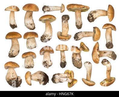 Set di funghi porcini isolato su uno sfondo bianco. Cep isolato. Il colore naturale e texture Foto Stock