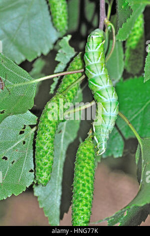 Kentish Gloria (Endromis versicolora) larve camuffato come argento amenti di betulla Foto Stock