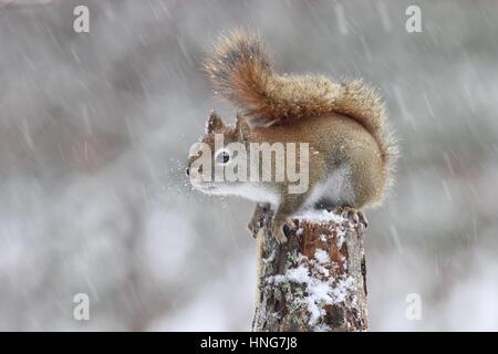 Un Americano scoiattolo rosso in un inverno blizzard Foto Stock