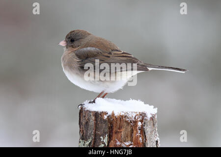 Una femmina di dark eyed (ardesia-colorato) junco si appollaia in inverno una tempesta di neve Foto Stock