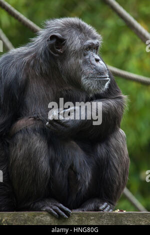 Scimpanzé comune (Pan troglodytes), noto anche come il robusto di uno scimpanzé a La Fleche Zoo nella Valle della Loira, in Francia. Foto Stock