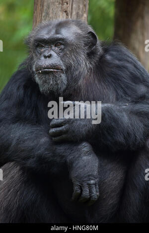 Scimpanzé comune (Pan troglodytes), noto anche come il robusto di uno scimpanzé a La Fleche Zoo nella Valle della Loira, in Francia. Foto Stock