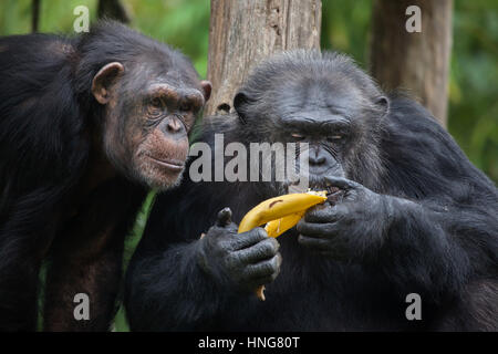 Scimpanzé comune (Pan troglodytes), noto anche come il robusto di uno scimpanzé a La Fleche Zoo nella Valle della Loira, in Francia. Foto Stock